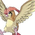 pidgeoto