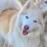 อั่งเป่า/Dogboy