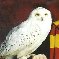 🦉𝐄𝐝𝐰𝐢𝐠𝐞𝐬🦉