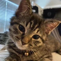 ✧suki✧