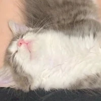 🐱หมูปิ้ง🐱