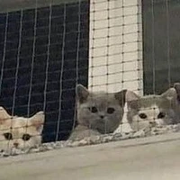 แอดเองคะ