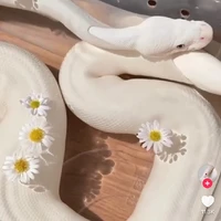 ไป๋อิ๋น