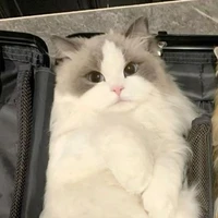 แพนด้า