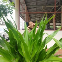 เกล