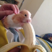 แอด