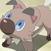 Rockruff (Sunny)