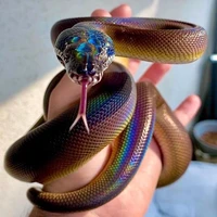 ซีซี