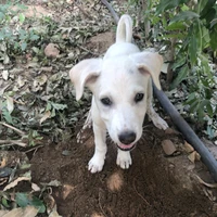 Puppy