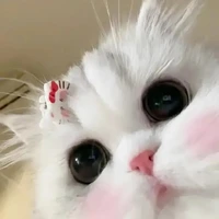 Maiii