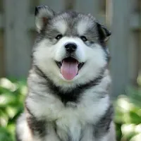 Fluffy