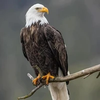 🦅