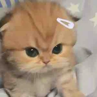 แอดไงคะ