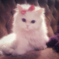 🌷 Your kitty author 🌷