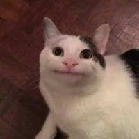 kucing smile