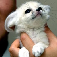 mochi