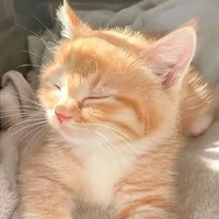 sol