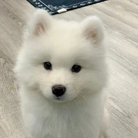 copito
