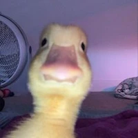 duck the writer