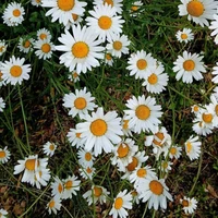 creadora 💜💛🤍