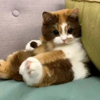 ว่าน🤍🐱