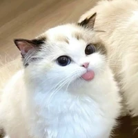 นีนี่(ร่างแมว)