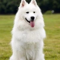 yuki, le chien 