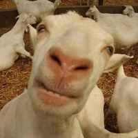 แอดเองจุ๊บๆ🐃