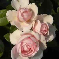 Author(mysterious 🌹)