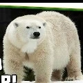 urso polar