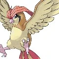 pidgeoto