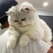 Sasa🐱|ซาซา