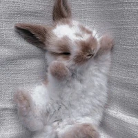 ~DoubleBunny~