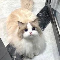 ฟูฟู