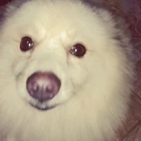 แอดเองง