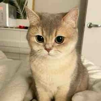 เท็ดดี้🐱