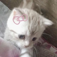 แอดด