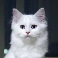 v / cat
