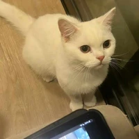 แอด