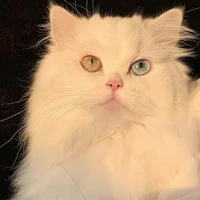 Coco (FL Pet)