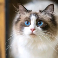 kitty/atu
