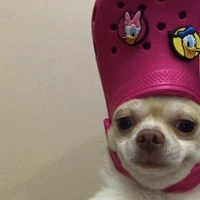 ชิวาว่าแอด💗