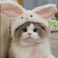เปาลี่(แมวนอ.)