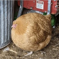 ไก่แอดเอง