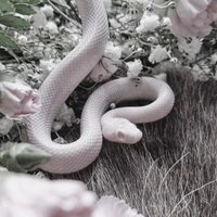 "ชาราคา" งูสุดที่รักน.อ