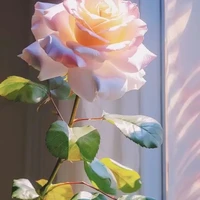 ♡♡autora( ☆◇☆)