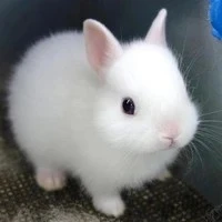bunny