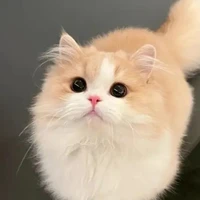 ผู้แต่ง