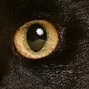 พวกท่านโปรดมองว่าเป็นอีกา