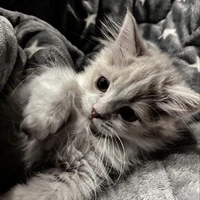 AUTHOR: ᴀɴᴏɴʏᴍᴏᴜs